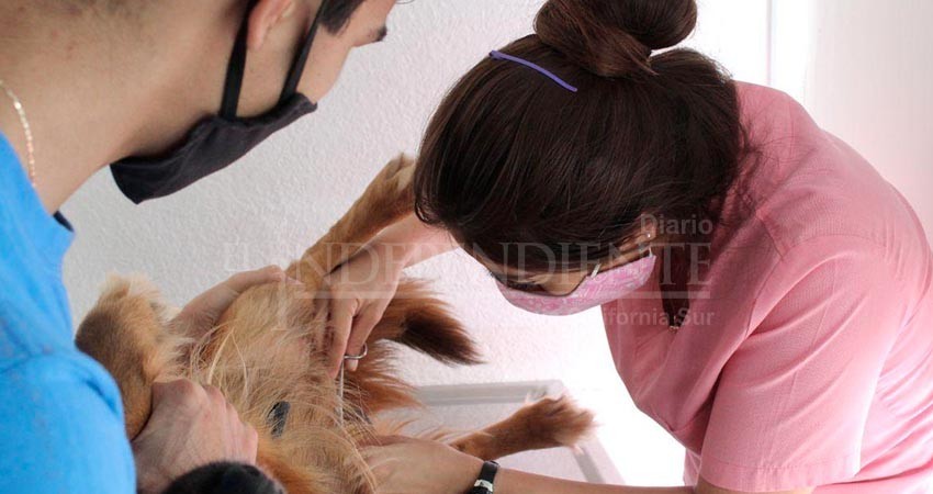 Realiza CEMAC campaña de esterilización en El Pescadero