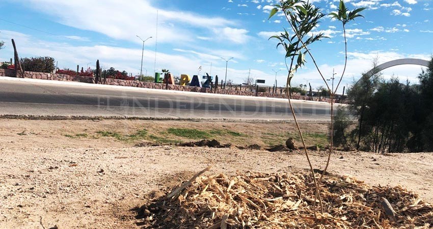 Inician trabajos de reforestación en la entrada del Eco Parque de la Juventud