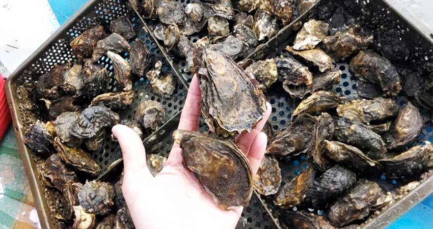 Suspende COEPRIS extracción de moluscos bivalvos en Puerto Adolfo López Mateos