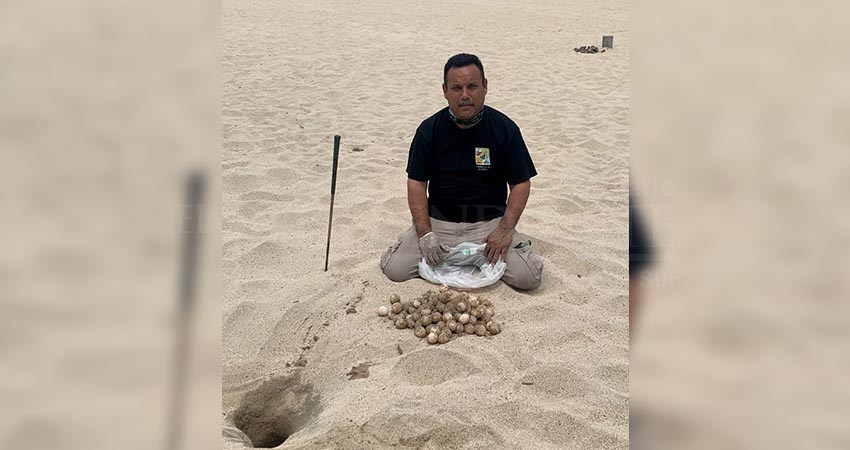 Inician las primeras anidaciones de Tortugas Marinas en Los Cabos