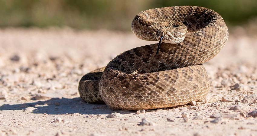 Por altas temperaturas, levantan alerta de fauna salvaje en hogares de BCS