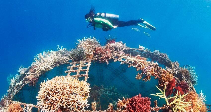 Inician en La Paz con la creación de un arrecife artificial