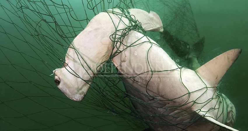 Trabaja Almendariz Puppo en iniciativa para regular la pesca incidental