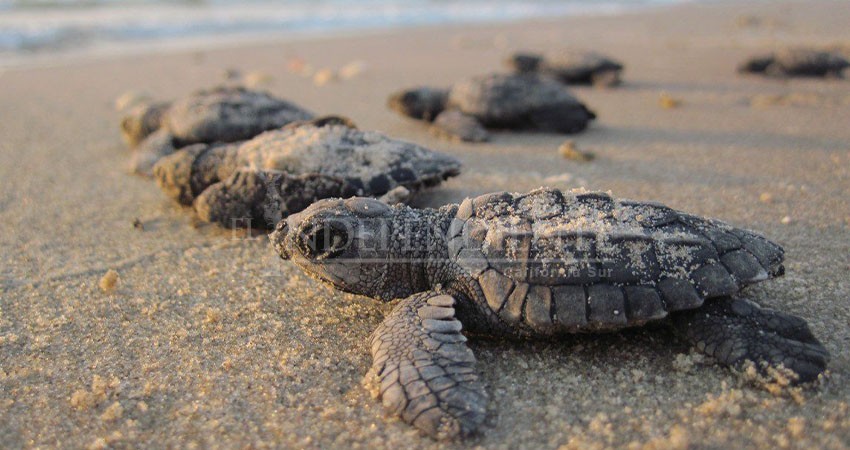En el Día Mundial de la Tortuga, invitan en Los Cabos a concientizar sobre la especie