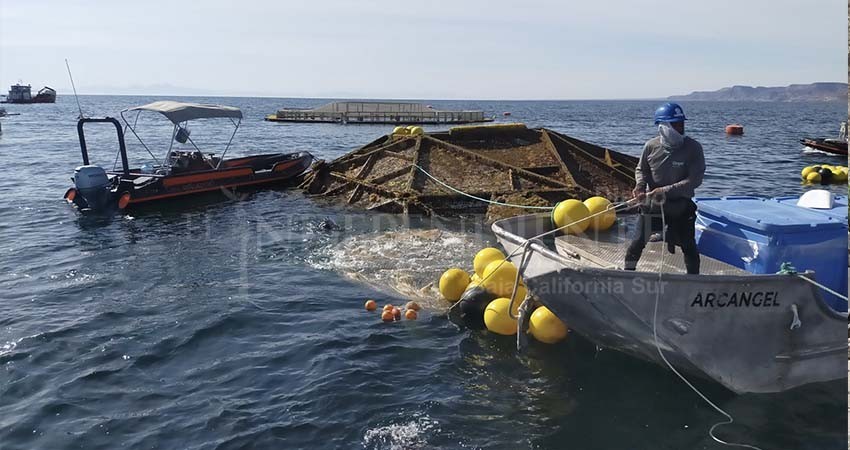 Presenta 75% de avance programa de ordenamiento pesquero y acuícola