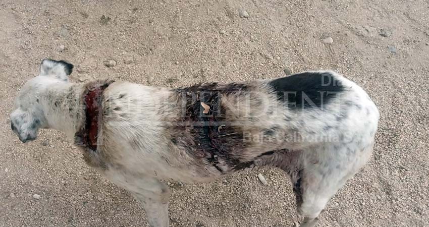 Historia de terror en Lagunitas, mutilan y queman perros