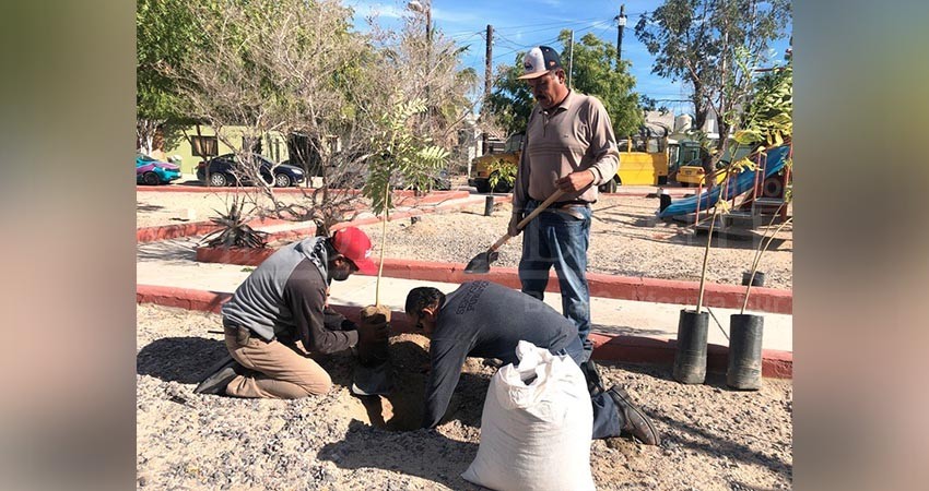 Realiza Servicios Públicos La Paz reforestación del Parque Kiligua