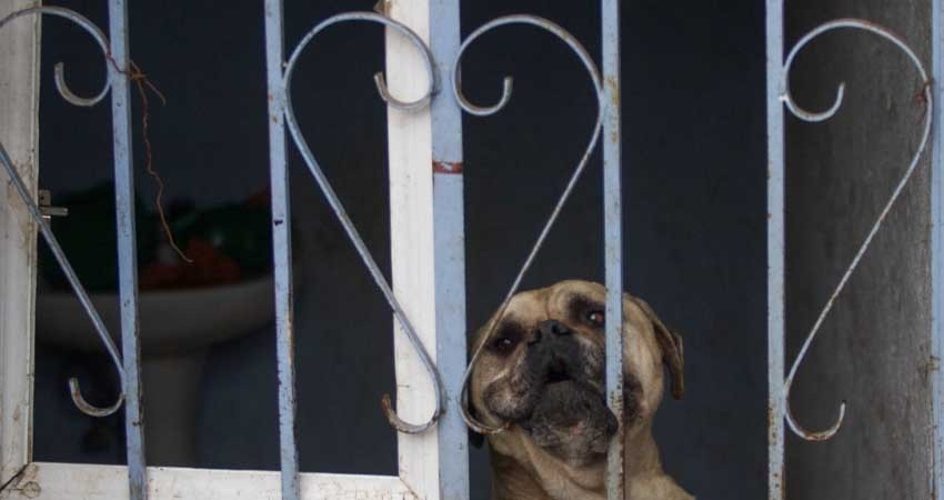 AnimaNaturalis: México, el país de América Latina con mayor maltrato animal