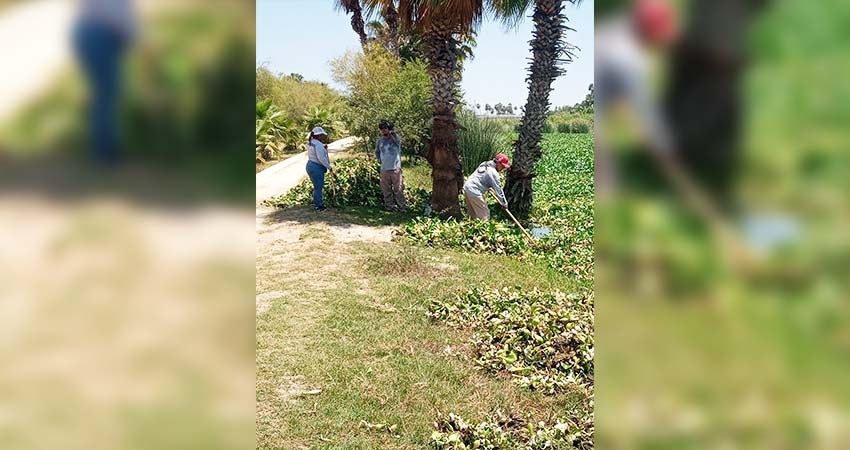 Invita Ayuntamiento de Los Cabos a sumarse a las acciones para la erradicación del lirio acuático en el Estero de San José del Cabo
