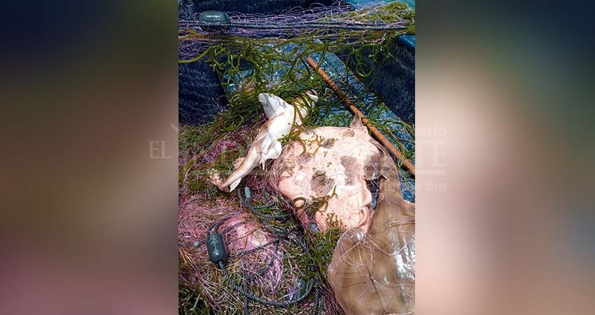 Retenidas artes de pesca en Comondú por incumplir periodo de veda