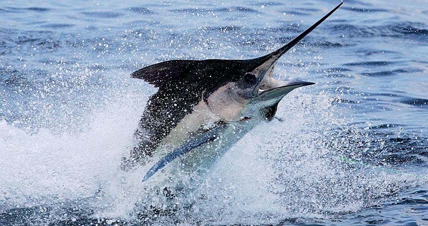 Liberar a especies capturadas como marlin y dorado, el futuro de los torneos de pesca deportiva en Los Cabos
