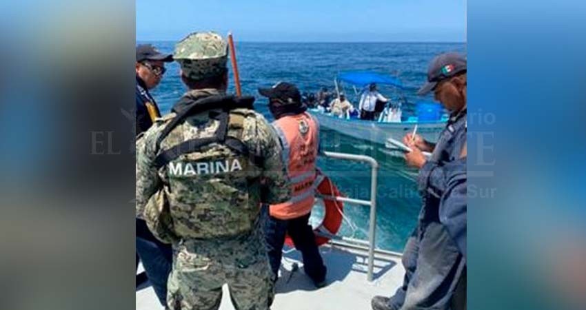 Libera personal de SEMAR a 36 ejemplares marinos, capturados ilegalmente