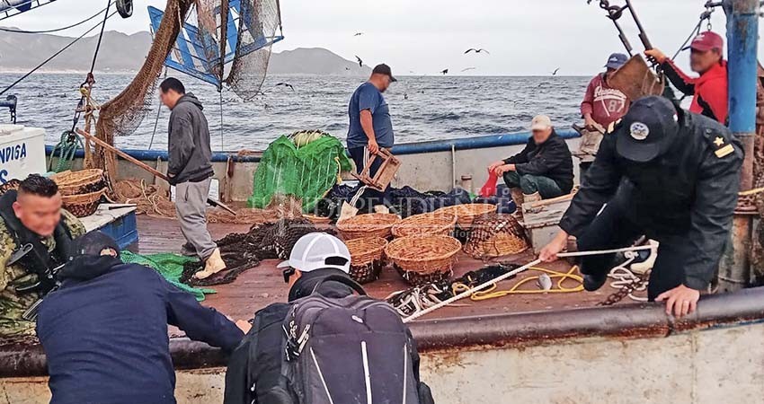 Libera personal de SEMAR a 36 ejemplares marinos, capturados ilegalmente