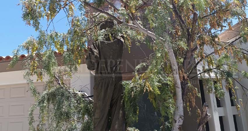 Hasta 7 reportes por presencia de abejas se atienden en Los Cabos