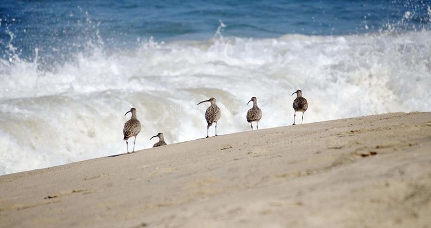 No registra BCS casos de influenza aviar