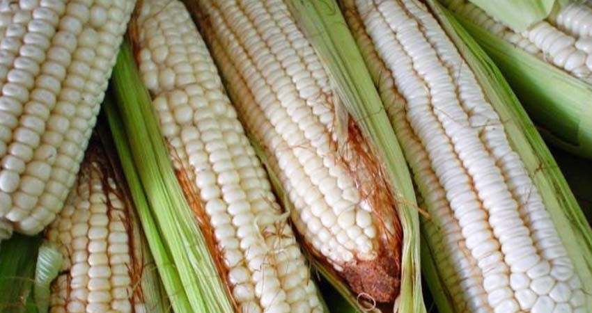 López Obrador firmó decreto para aumentar aranceles al maíz de importación