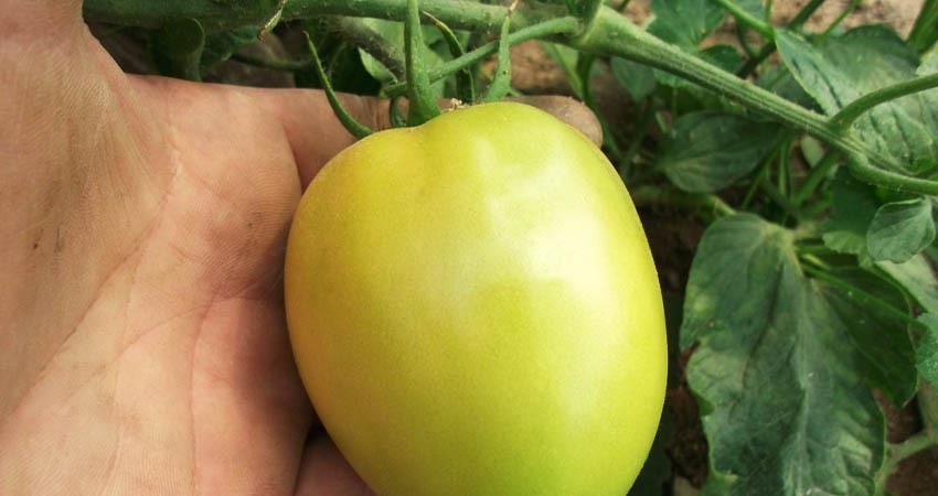 Investigación de la UABCS busca mejorar producción de tomate reduciendo su exposición a la salinidad