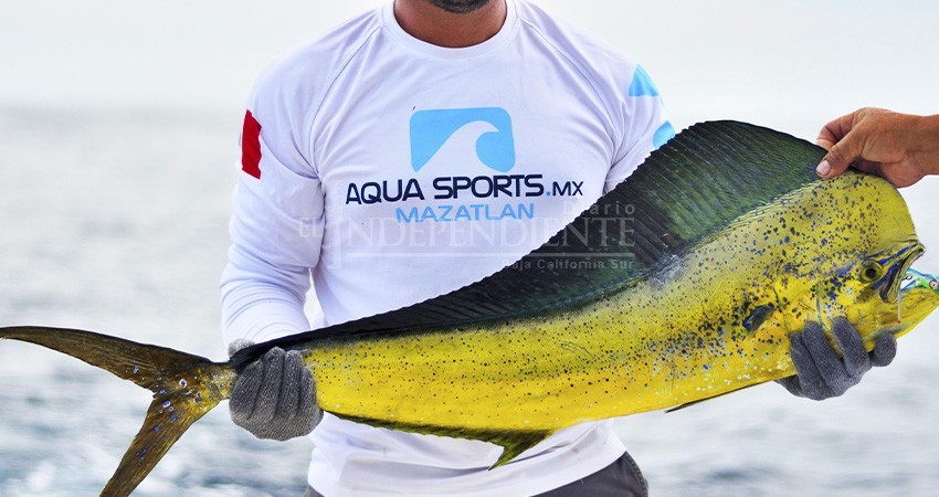 "Si van por el dorado, van por todos": BCS dice no a liberación del dorado a la pesca comercial