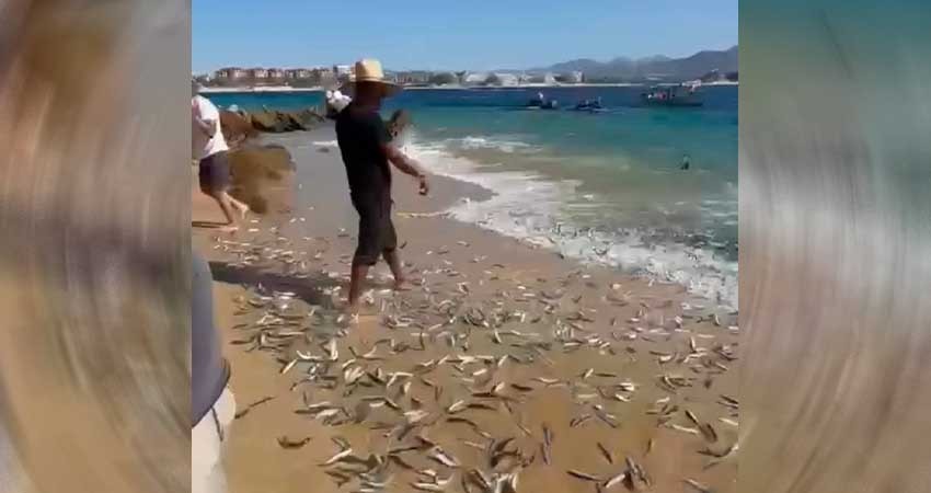 Reportan cientos de peces varados en Playa de CSL