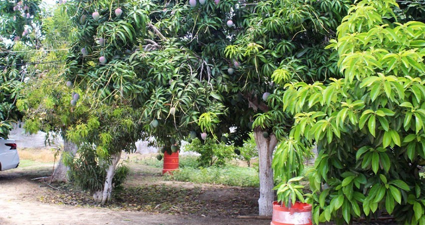 Destacan resultados del plan emergente contra mosca de la fruta