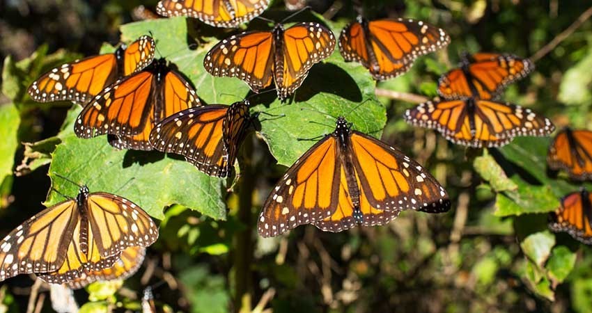 México, EU y Canadá lanzan iniciativa de monitoreo de la mariposa monarca