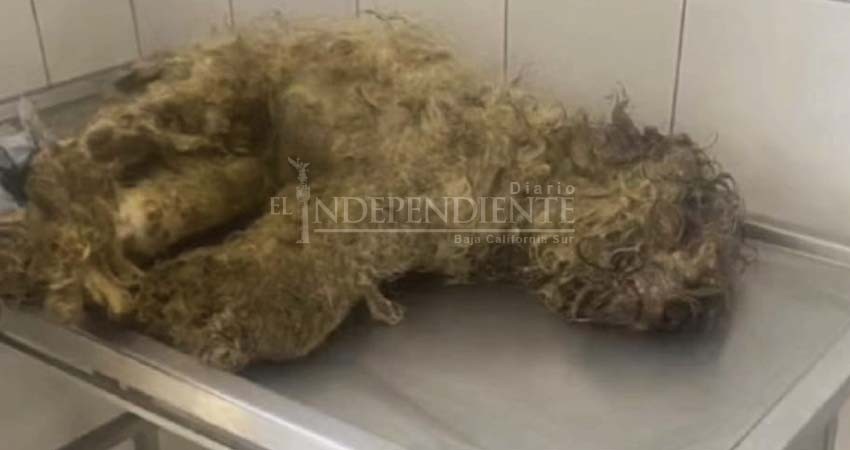 Denuncia asociación brutal maltrato animal en CSL