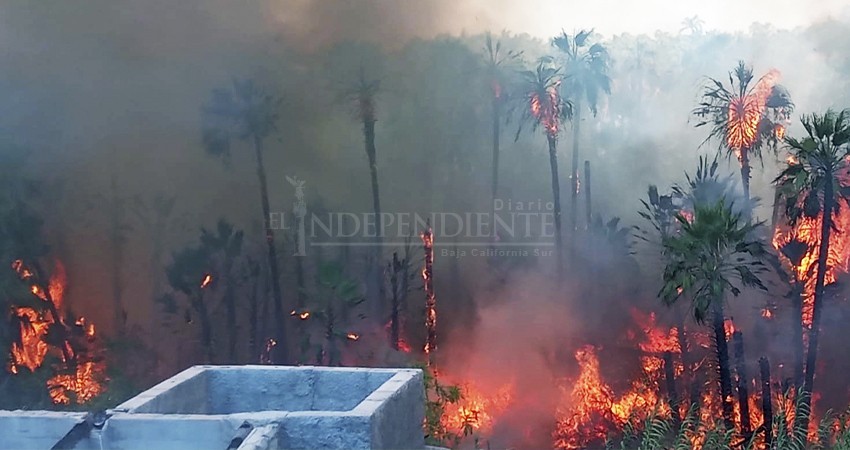 Construirán brechas corta fuegos en palmares de Todos Santos