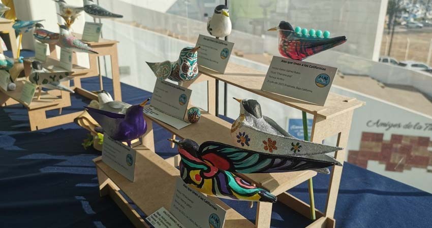 Se unen Baja California y Baja California Sur para exposición artística de aves