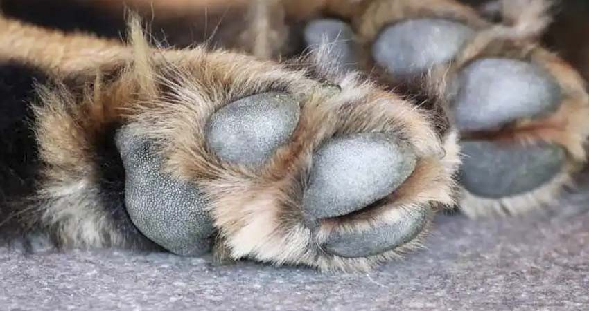 Asesino de perros es condenado a 4 años de cárcel; la sentencia más alta