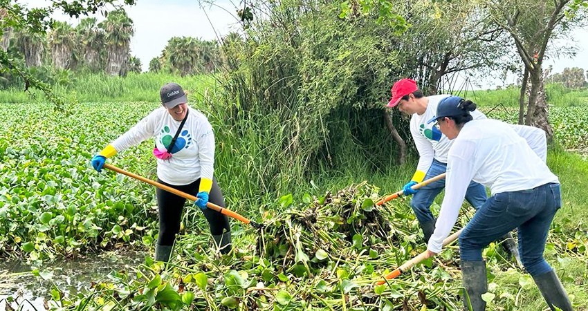 Continúan las jornadas para la erradicación del lirio acuático en el Estero de SJC