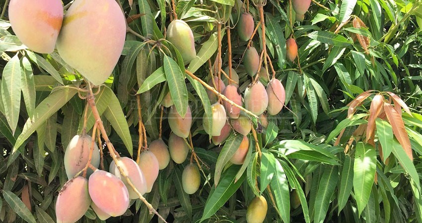 Confirma SEPADA presencia mínima de mosca de la fruta en La Paz y Los Cabos