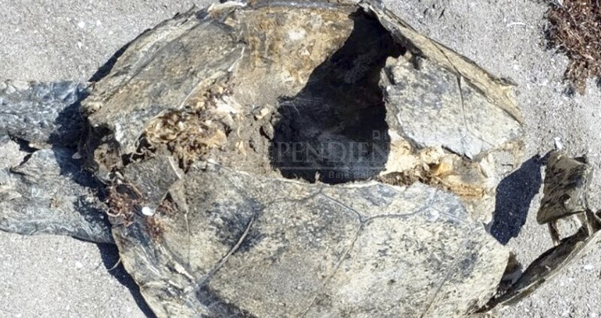 Sin conciencia… Vehículos 4x4 siguen dañando ecosistemas y manglares: Bióloga