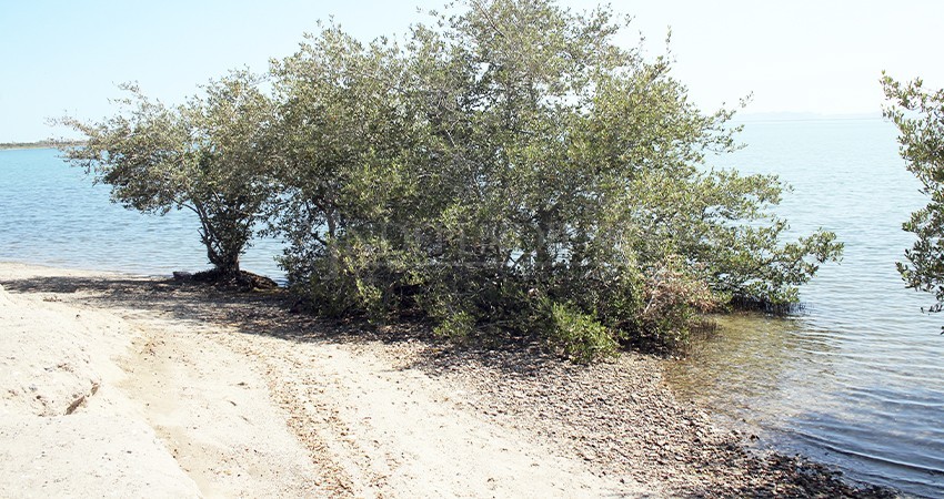 Recibe el Congreso iniciativa para crear la Ley de Cambio Climático de BCS