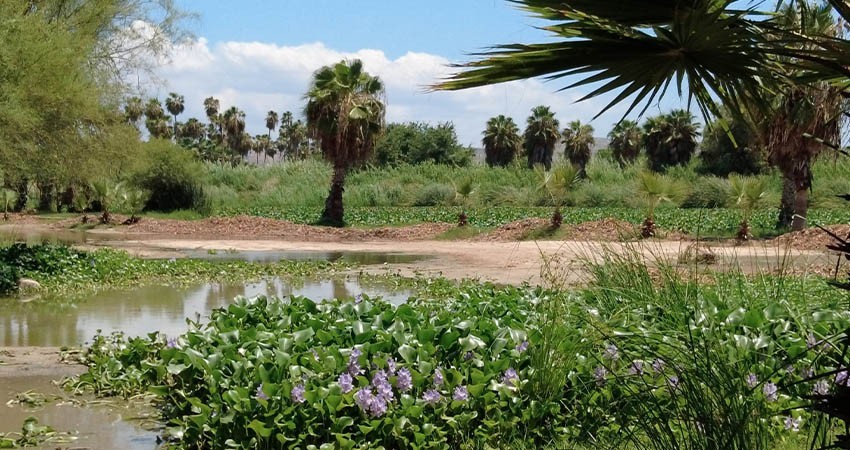 Especies exóticas invasoras amenazan al Estero Josefino: CIPACTLI
