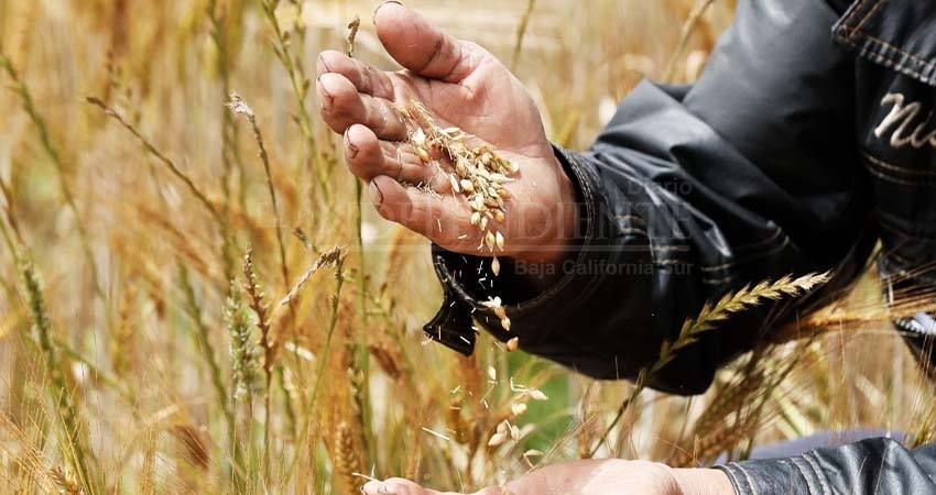 Registra BCS producción récord en trigo