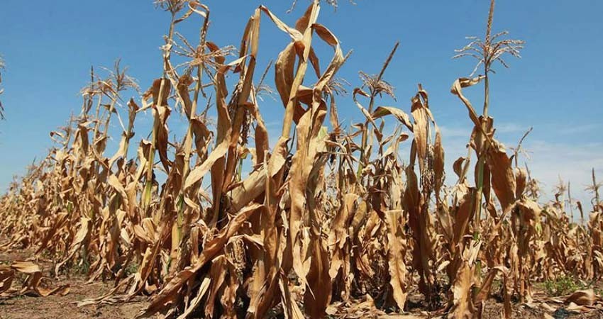 Posible aumento de precio en alimentos; Sequía y calor detonan escasez, alerta sector agropecuario