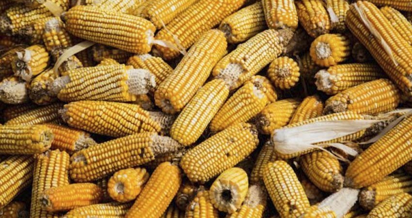 México dice que está 'preparado' para defender regulación de maíz transgénico en panel de T-MEC