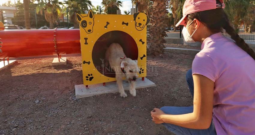 Ayuntamiento de La Paz tendrá un padrón mascotas domésticas