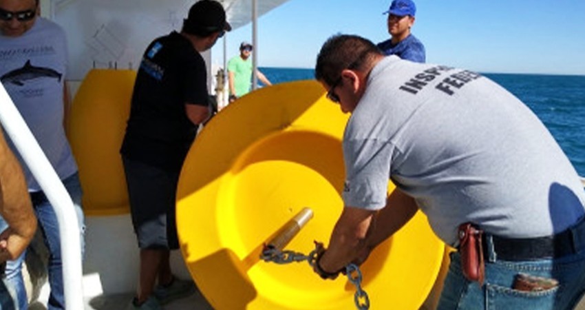 Vandalizan boyas que delimitan zona de protección de la vaquita marina