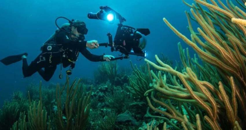 Reporta UNAM muerte masiva de corales en México