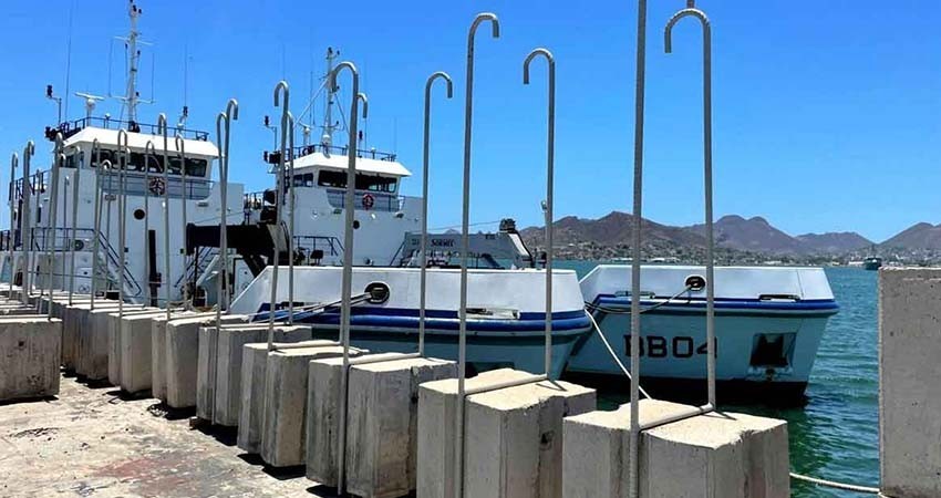 Semar incrementa bloques de cemento en santuario de la vaquita marina