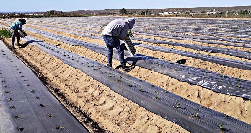 El sector agropecuario sudcaliforniano, factor de desarrollo y bienestar