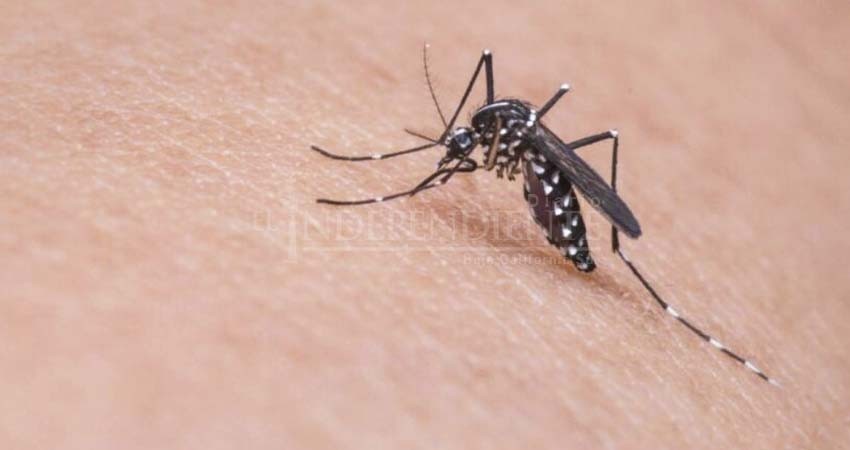 Aumentan casos de dengue en Los Cabos; colonias Chulavista, Caribe y Las Palmas con más contagios