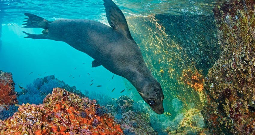 Realizarán expedición de 30 días por el Golfo de California para celebrar 25 años del más exhaustivo monitoreo científico
