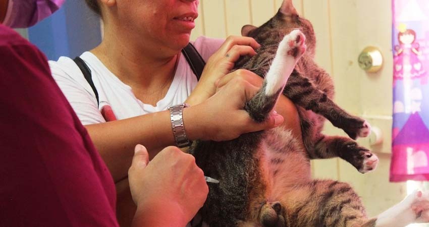 Arranca CEMAC con jornada de vacunación antirrábica gratuita