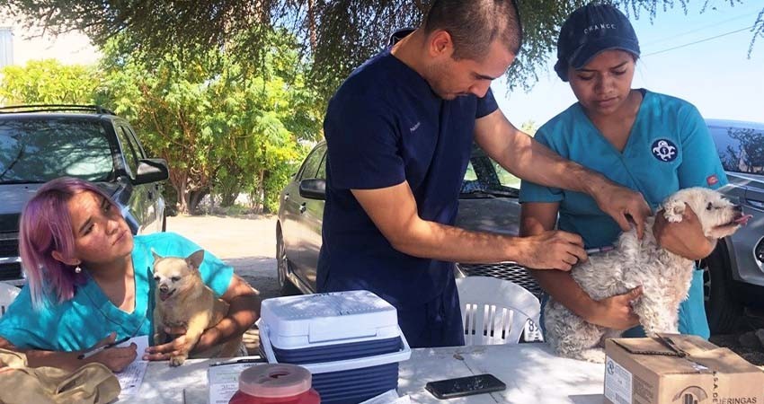 Realiza CEMAC la segunda etapa de Jornadas de Vacunación Antirrábica