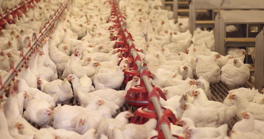 México se declara territorio libre de gripe aviar, subtipo H5N1