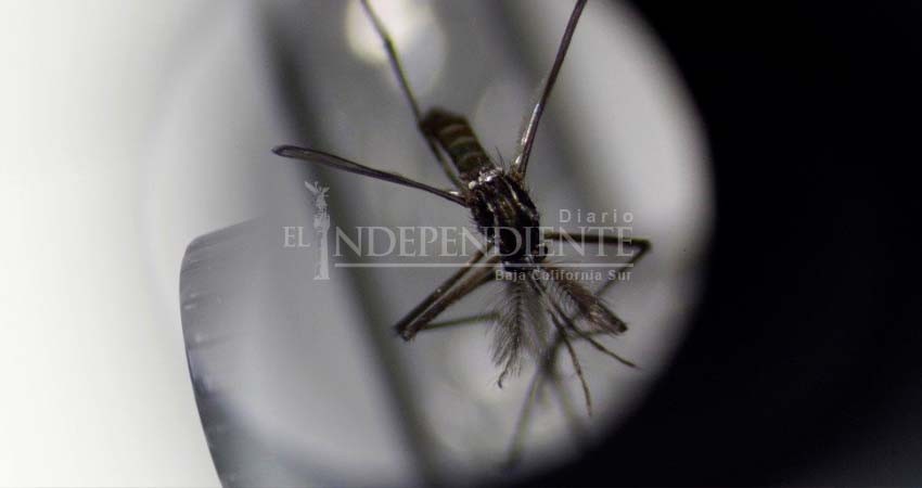 SSA ha detectado 103 casos de dengue en lo que va el 2023; se registró un fallecimiento por el virus