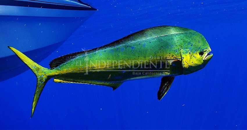 Pide Congreso de BCS un freno a la iniciativa de liberar el dorado a la pesca deportiva