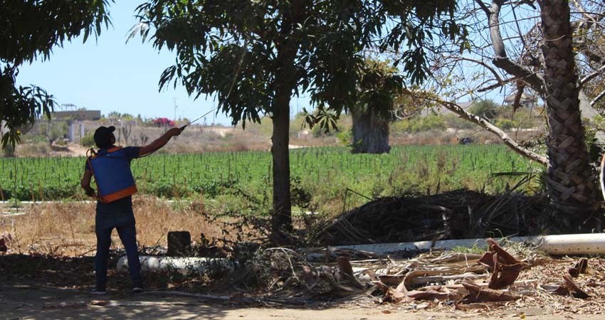 Más de 9.4 MDP invierte el gobierno de BCS en campaña contra mosca de la fruta